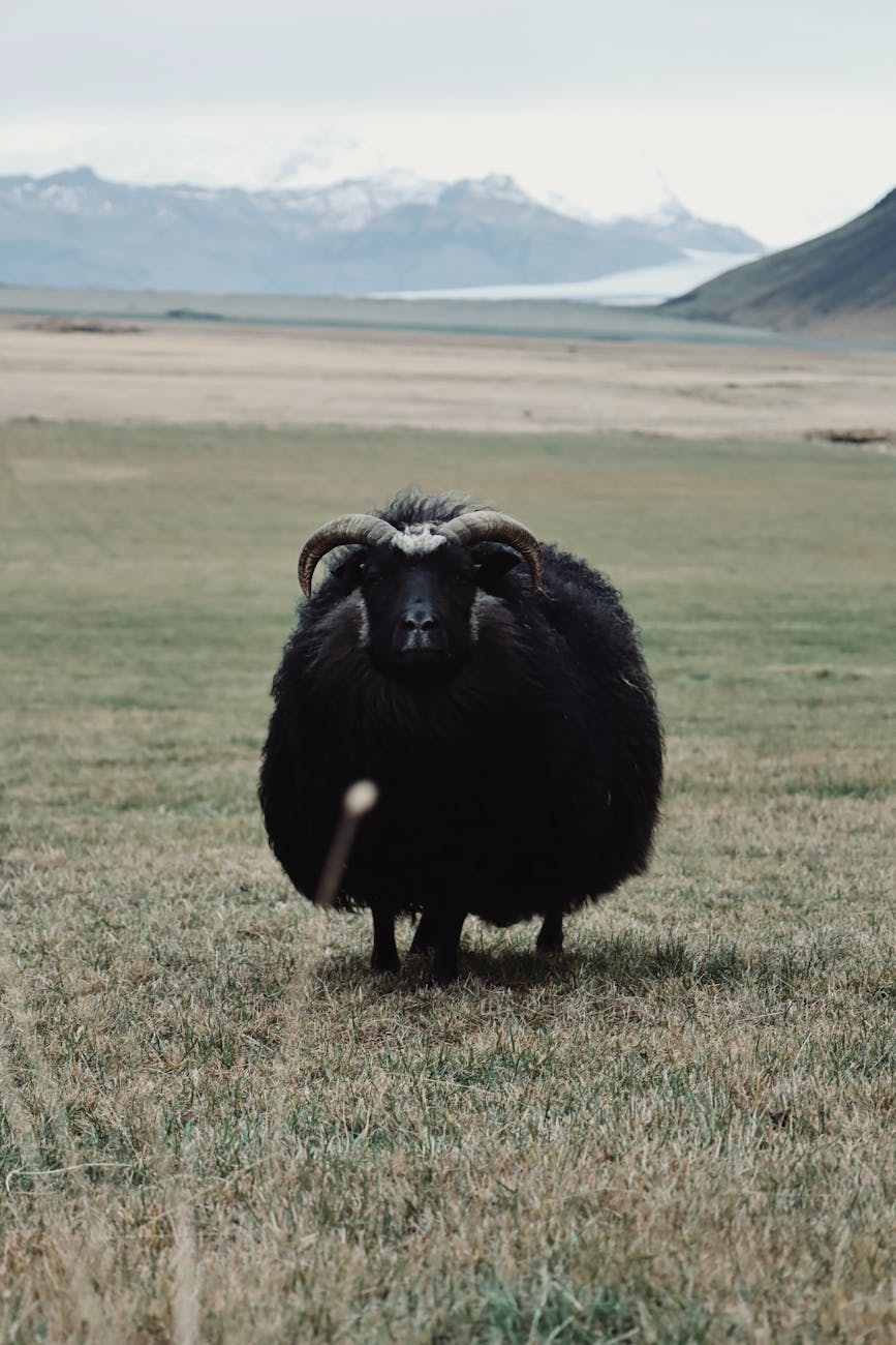 Don’t Follow the Herd: How Being Different in Sales Strategies Drives Results